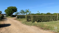 Wie-isst-man-Langustines-19