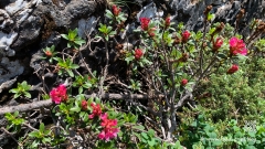 Palfries-Bahn-und-Light-Ragaz-16