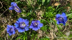 Palfries-Bahn-und-Light-Ragaz-7