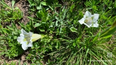 Palfries-Bahn-und-Light-Ragaz-9