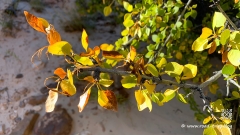 Waterpocket-Fold-130